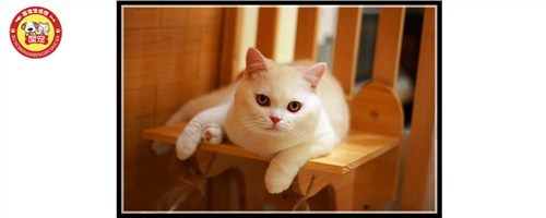 昆明狗粮零售